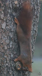 Ein Eichhrnchen untersucht einen Baumstamm.