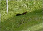 Ein Eichhrnchen auf Nahrungssuche gesehen am 16.09.2010.