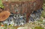Kreta-Stachelmuse-Acomys minous(Crete spiny mouse)