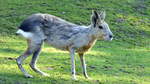 In der Sdamerika-Anlage im Tierpark Nordhorn lebt ein grere Gruppe  Groer Mara (Dolichotis patagonum) .