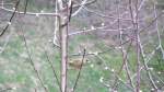 Ein mir unbekannter Vogel sa am 29.3.2012 in einem Apfelbaum bei Brixlegg.