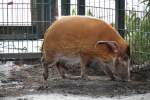 Ein Guinea-Pinselohrschwein (Potamochoerus porcus porcus)bt das Balancieren auf einem Gullideckel.