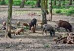 Wildschweinhorde im Hochwildpark Rheinland bei Kommern - 10.05.2015