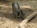 Visayas Pustelschwein (Sus cebifrons negrinus) mit Frischling im Zoo Landau, 28.7.20