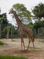 Giraffe im Zoo von Houston, TX (27.05.09)