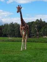Und zum Abschied grt noch mal eine Giraffe im Serengetipark, 9.9.15