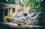 Die Giraffen (Giraffa) sind eine Gattung der Sugetiere aus der Ordnung der Paarhufer.