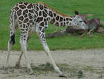 Aller Anfang ist schwer, auch fr diese junge Rothschild-Giraffe.