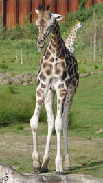Eine junge Rothschild-Giraffe erkundet das Revier.