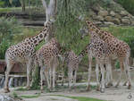Rothschild-Giraffen whrend der  Brotzeit .