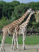 Zwei Rothschild-Giraffen whrend der  Brotzeit .