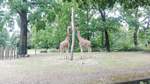Giraffen werden im Zoo in Berlin gefttert.