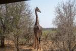 eine Giraffenkuh im August 2018 im Krger Nationalpark das Bild wurde Whrend einer Jeep Safari gemacht 