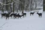 Im Wildgehege des grflichen Parks in Bad Driburg ist diese Herde Hirsche beheimatet, die man auch fttern darf.