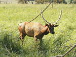 Kanadischer Wapiti ( Elk) in Kleptow auf der Elch und Rentierfarm am 17.