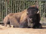 Bison im Zoo Kln