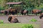 Eine kleine Herde Bisons im Serengetipark, 9.9.15 