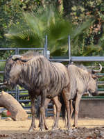 Ein Sdliches Streifengnu, fotografiert im Zoo Barcelona (Dezember 2011)
