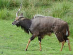Ein Groer Kudu im satten Grn.