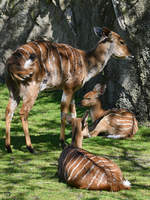 Eine Wasserkudu-Familie Ende April 2018 im Zoo Berlin.