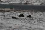 Eine Herde verschlafener Moschusochsen im Dovrefjell; 01.10.2009