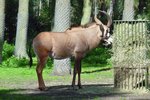 Oryxantilope beim Fressen im Serengetipark, 9.9.15 
