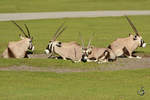 Sdafrikanische Oryxe auf der Wiese