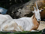 Ein Arabischer Oryx Ende April 2018 im Portrait.