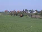 Mehrere Bisons stehen am 15.8.2011 auf der Wiese eines eingezunten Geheges im Burgenland.Bisons sind hier weit verbreitet!