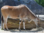 Eine Elenantilope im Zoo Berlin.
