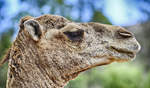 Dromedar (Camelus dromedarius) im Oasis Park auf der Insel Fuerteventura in Spanien.