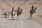 Domestizierte Kamele in der Nhe von Dahab auf der Sinai-Halbinsel.