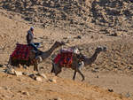 Domestizierte Kamele, im Dezember 2018 in Kairo entdeckt.