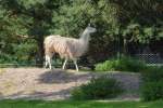 Ein Lama im Serengetipark, 9.9.15