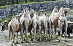 Trampeltiere (Camelus fers) aus der Familie der Kamele (Camelidae).