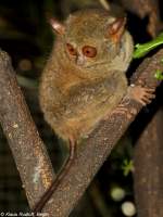 Manado-Koboldmaki (Tarsius tarsier - Typ Manado) im Bitung Zoo (near Manado, Nordost-Sulawesi, November 2013).