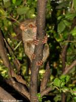 Manado-Koboldmaki (Tarsius tarsier - Typ Manado) im Bitung Zoo (near Manado, Nordost-Sulawesi, November 20113).