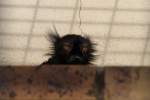 Mnnlicher Mohrenmaki (Eulemur macaco) schaut aus seinem Versteck.