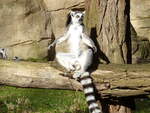 Ein Katta (lemur catta) sonnt sich auf die fr Kattas typische Art im Tierpark Cottbus, 23.2.22