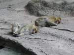 schlafende Affen im Nrnberger Zoo