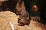 Der Bren- oder Stummelschwanzmakak ist eine Primatenart aus der Gattung der Makaken innerhalb der Familie der Meerkatzenverwandten.