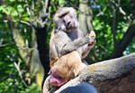 Mantelpavian am Affenfelsen im Klner Zoo - 16-06-2022