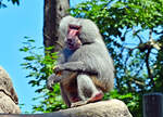Mantelpavianmnnchen auf dem Affenfelsen im Klner Zoo - 16.06.2022