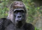 Fatou...56 Jahre junger Flachland-Gorilla aus dem Zoo Berlin.