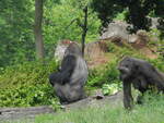 Die Westlichen Flachlandgorillas (gorilla gorilla gorilla)  Abeeku  und  Kumili  im Pongoland, Zoo Leipzig am 12.6.20