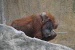 Sumatra-Orang-Utan (Pongo abeli) am 27.6.2010 im Leipziger Zoo.