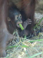 Ein Borneo-Orang-Utan-Baby im Zoo Duisburg.