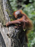 Ein junger Sumatra-Orang-Utan hlt seinen Baum fest.
