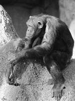 Ein Westafrikanischer Schimpanse im Zoo Barcelona.