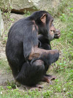 Ein Westafrikanischer Schimpanse im Zoom Gelsenkirchen.
